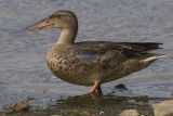 Shoveler 